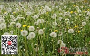 東天山蒲公英 東天山蒲公英