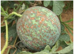 哈密瓜炭疽病