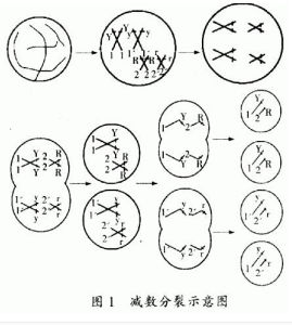 分裂前期 分裂前期