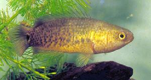 穆氏非洲攀鱸( Ctenopoma muriei muriei )