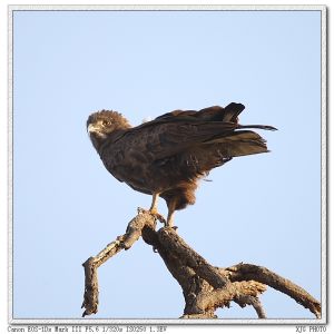 褐短趾雕 褐短趾雕