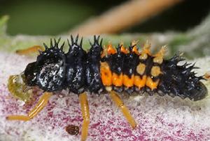 異色瓢蟲幼蟲捕食蚜蟲 攝影：Nicholas Richter