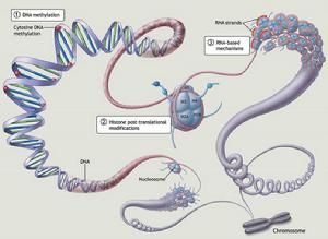乙醯化酶 乙醯化酶