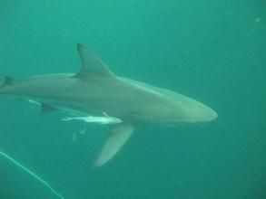 大眼真鯊