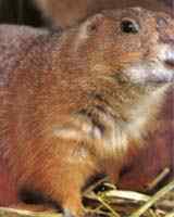 墨西哥草原松鼠