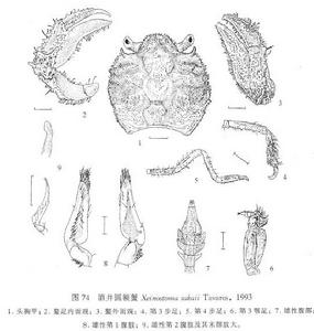 酒井圓額蟹 酒井圓額蟹