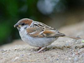 樹麻雀北京亞種 樹麻雀北京亞種