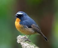 棕胸藍鶲 棕胸藍鶲