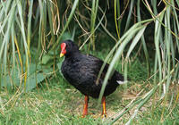 （圖）果夫島黑水雞