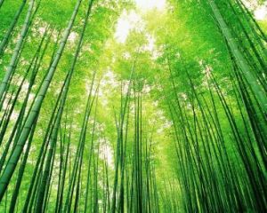 中國大竹海 中國大竹海