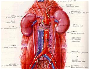 膀胱-輸尿管反流綜合徵