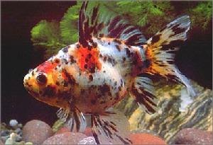 五花長尾草金魚