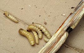 鳥不踏刺蟲 鳥不踏刺蟲