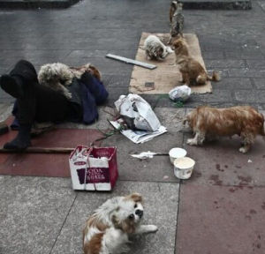 流浪狗要飯糰 流浪狗要飯糰