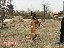 比利時馬林諾斯犬 貝彪