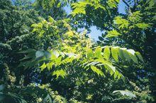 金錢槭（原變種）