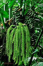 通靈大峽谷植物