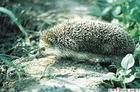 蝟屬 蝟屬