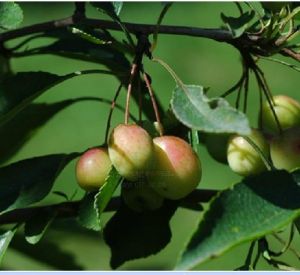 變葉海棠 變葉海棠