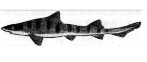 尖鰭皺唇鯊 尖鰭皺唇鯊