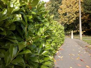 近處的綠葉和遠處的黃樹葉都在焦距範圍內