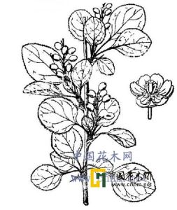 直穗小檗 直穗小檗