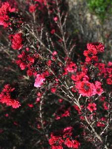Leptospermum scoparium