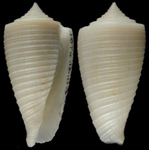 玉珠芋螺 玉珠芋螺