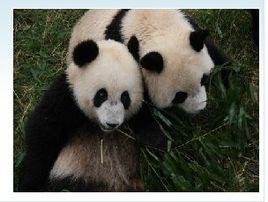 澳門熊貓館 澳門熊貓館