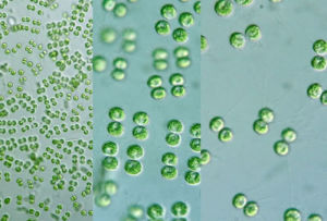 棍棒管孢藻 棍棒管孢藻