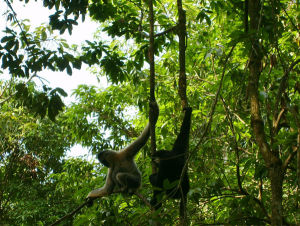 壩王嶺自然保護區 壩王嶺自然保護區