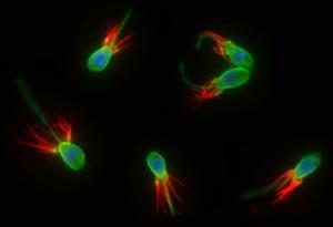 領鞭蟲目 領鞭蟲目