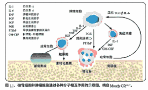 白介素1對破骨細胞和膠原酶的作用