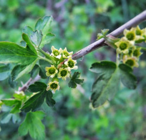 茶藨子屬 茶藨子屬