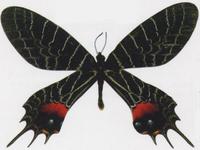 多尾褐鳳蝶