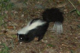 路易斯安那州臭鼬 路易斯安那州臭鼬