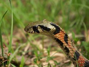 （圖）虎斑頸槽蛇