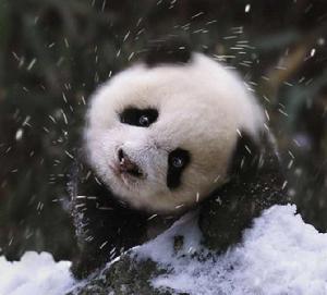 國際熊貓節 國際熊貓節