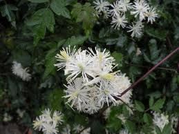 長柄唐松草果 長柄唐松草果