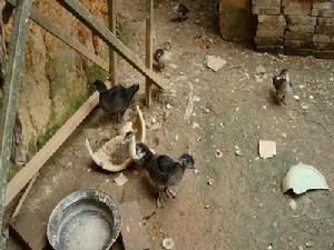 下馬甲自然村-鴨子養殖