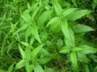 羽裂蕁麻 羽裂蕁麻