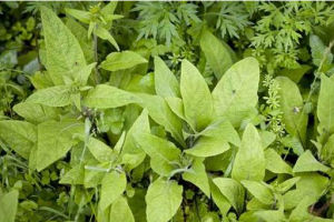 四川天名精 四川天名精