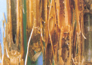 灰色小核菌 灰色小核菌