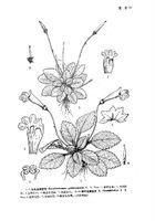 菱葉直瓣苣苔 菱葉直瓣苣苔