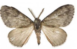 鱗翅目毒蛾科 鱗翅目毒蛾科