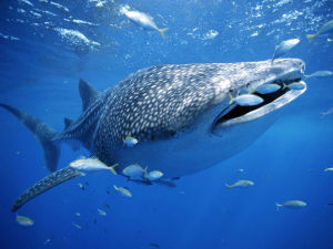 Whale shark