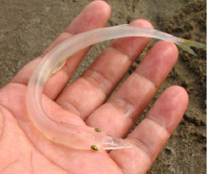 白肌銀魚 白肌銀魚