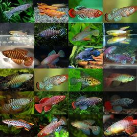 神奇魔法魚 神奇魔法魚