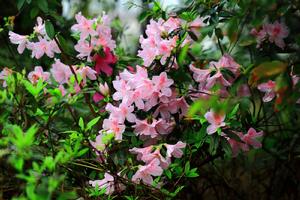 桃花杜鵑 桃花杜鵑