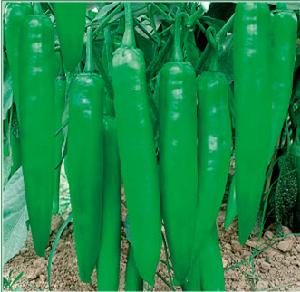 新優16號 新優16號